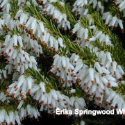 erika-Springwood-White
