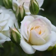 mini-roze-ROYAL-WHITE