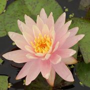 nymphaea sunny pink