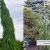 Picea omorika Pendula Bruns /Serbijas egle/