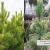 Pinus nigra Goldfingers /Melnā priede/