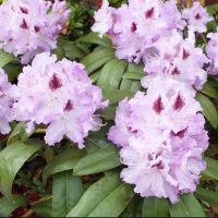 rhododendron-blue-peter