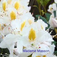rhododendron madame massena